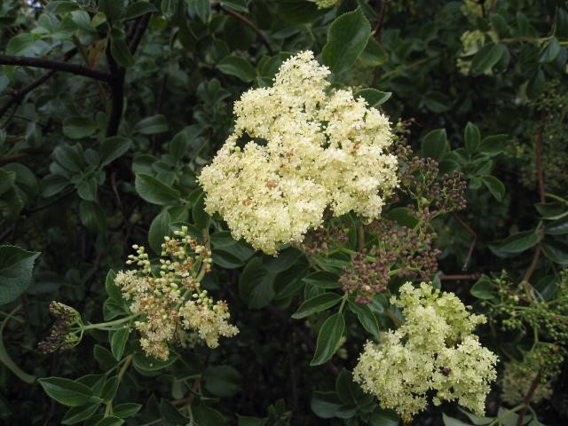 Bunch of elderberry white flowers in bloom in the Arroyo at Santa Barbara Botanic Garden