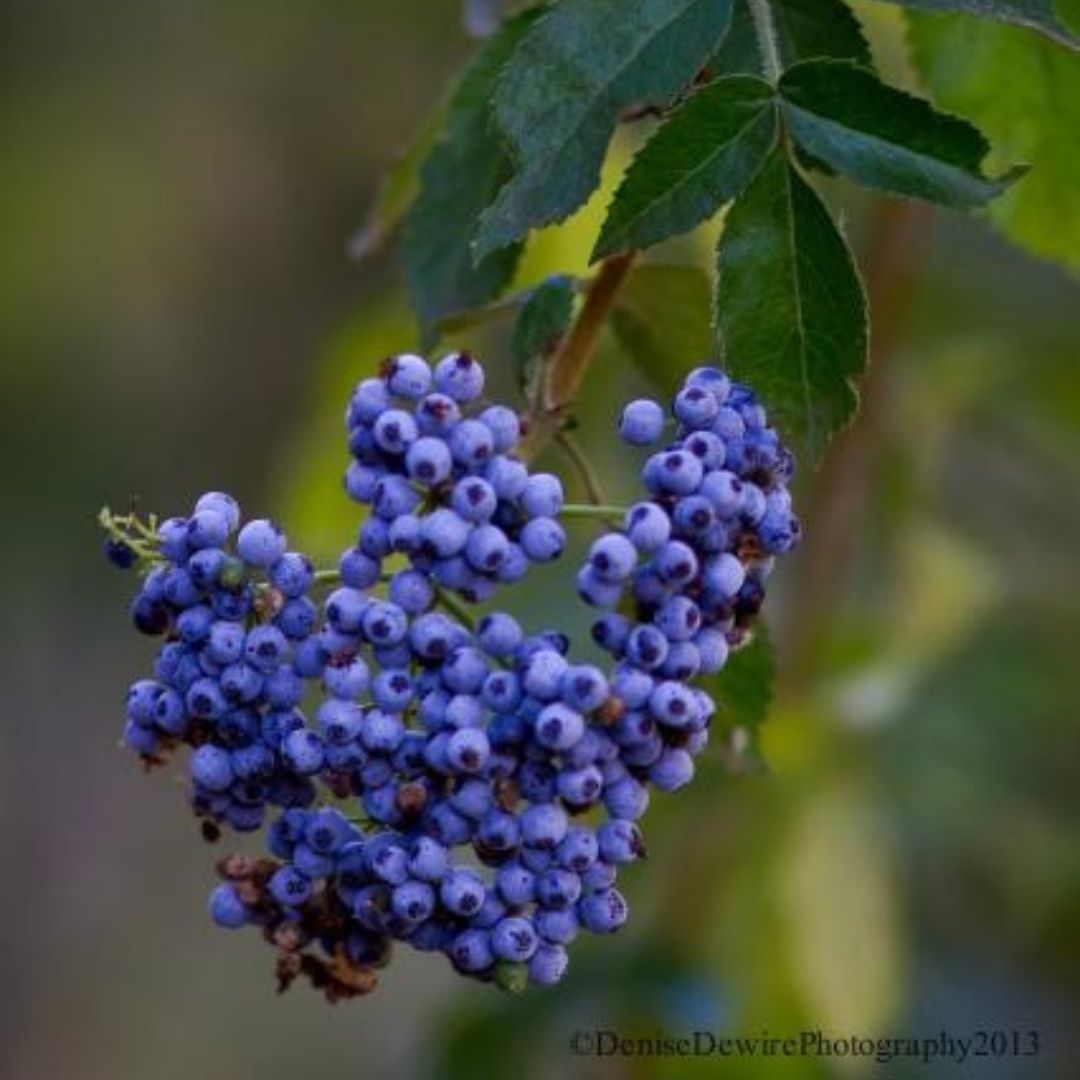 Elderberry berries in the Arroyo at Santa Barbara Botanic Garden